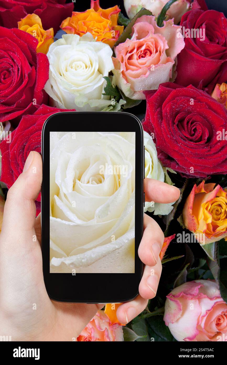 Fotografieren Blume Konzept - touristische Bild von frischen nassen weißen rose schließen greift auf Smartphone, Stockfoto