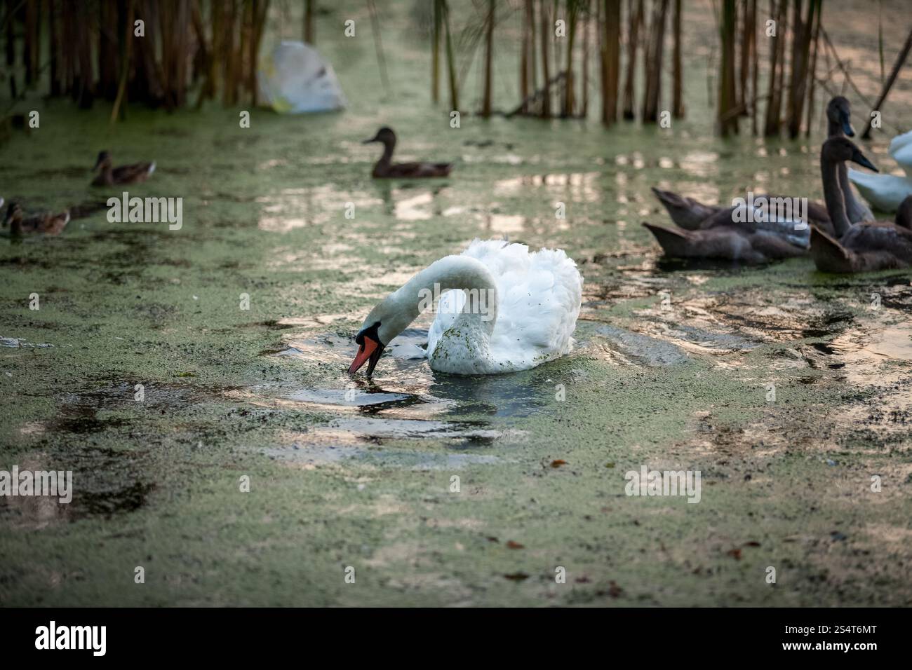 Im Freien Schuss schönen weißen Schwan Schwimmen mit cygnets Stockfoto