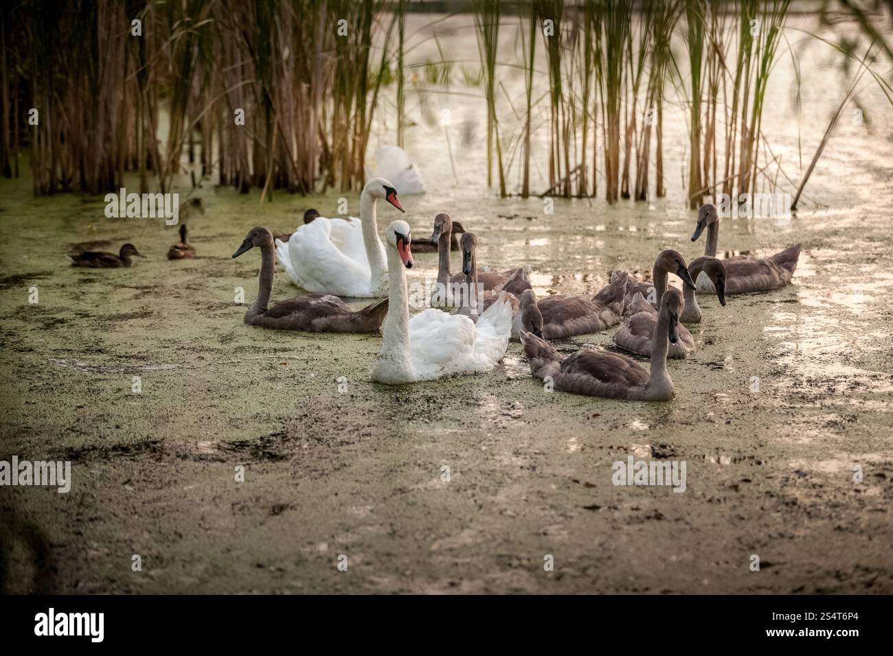 Im Freien Schuss der Cygnets mit Eltern Baden im Teich Stockfoto