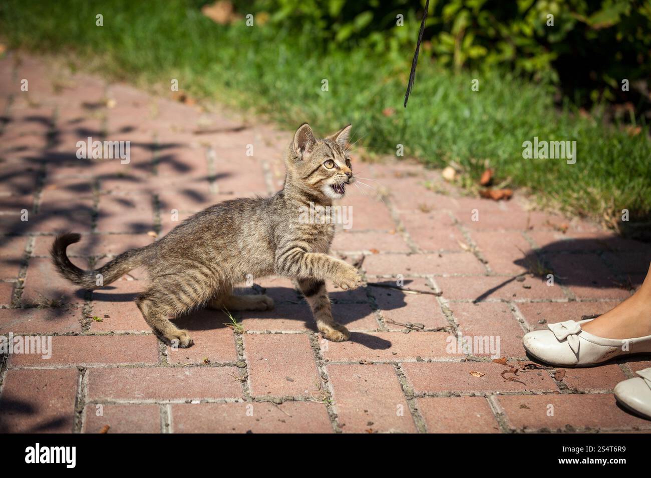 Im Freien Schuss süße Kätzchen im Garten am sonnigen Tag Stockfoto