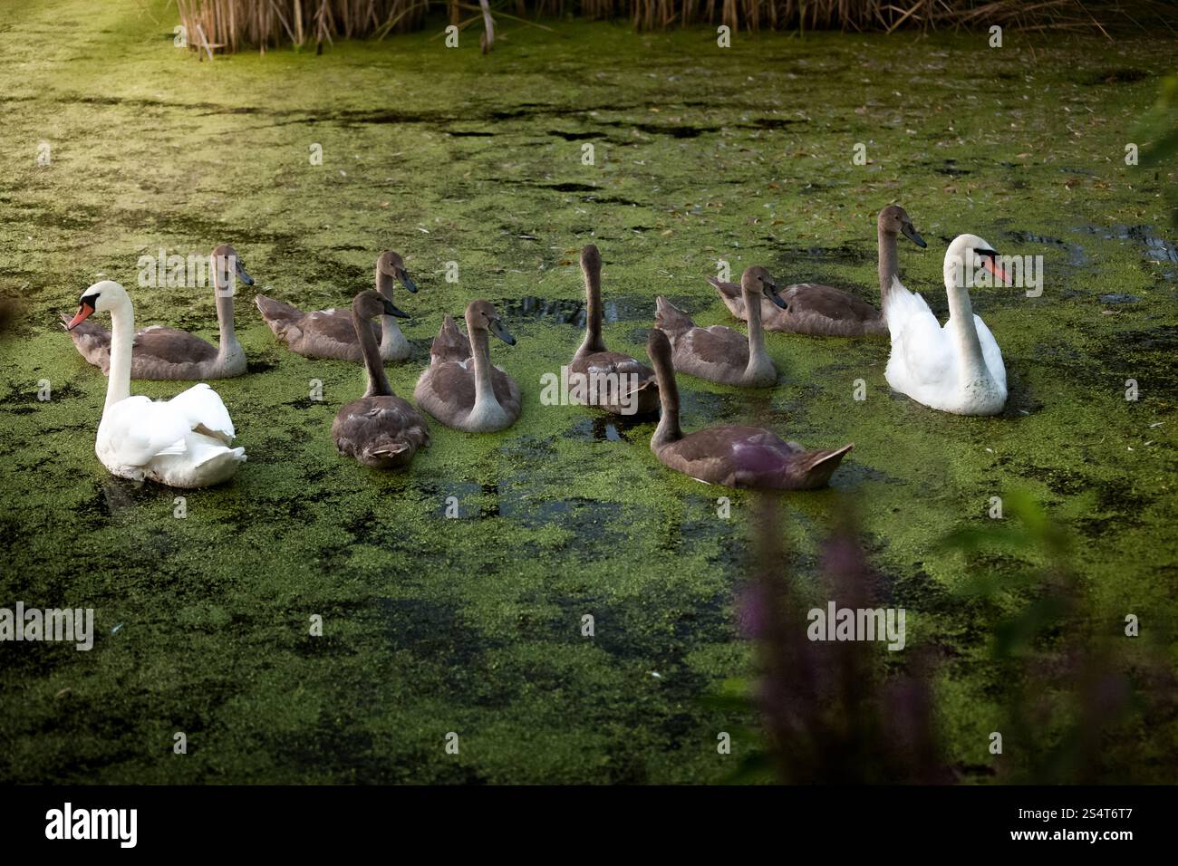 Zwei schöne weiße Schwäne schützende Cygnets beim Schwimmen am See Stockfoto Zwei schöne weiße Schwäne schützende Cygnets beim Schwimmen am See Stockfoto