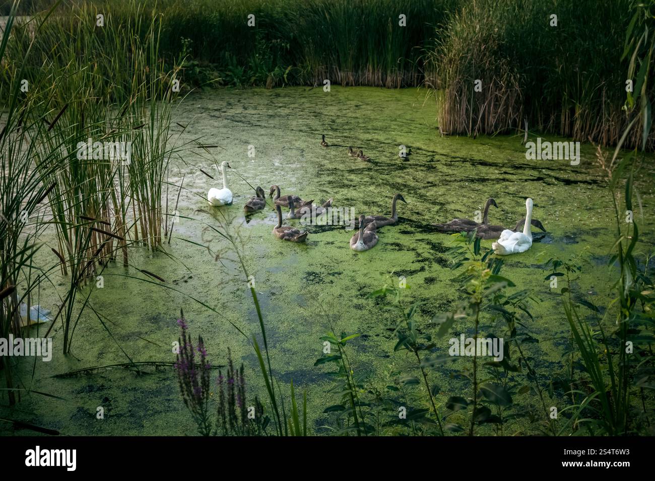 Schöne Aussicht auf zwei weiße Schwäne und Cygnets auf See am Abend Stockfoto Schöne Aussicht auf zwei weiße Schwäne und Cygnets auf See am Abend Stockfoto