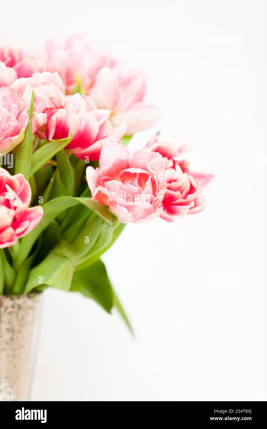 Closeup Aufnahme von frischem rosa Tulpen in Vase vor weißem Hintergrund Stockfoto