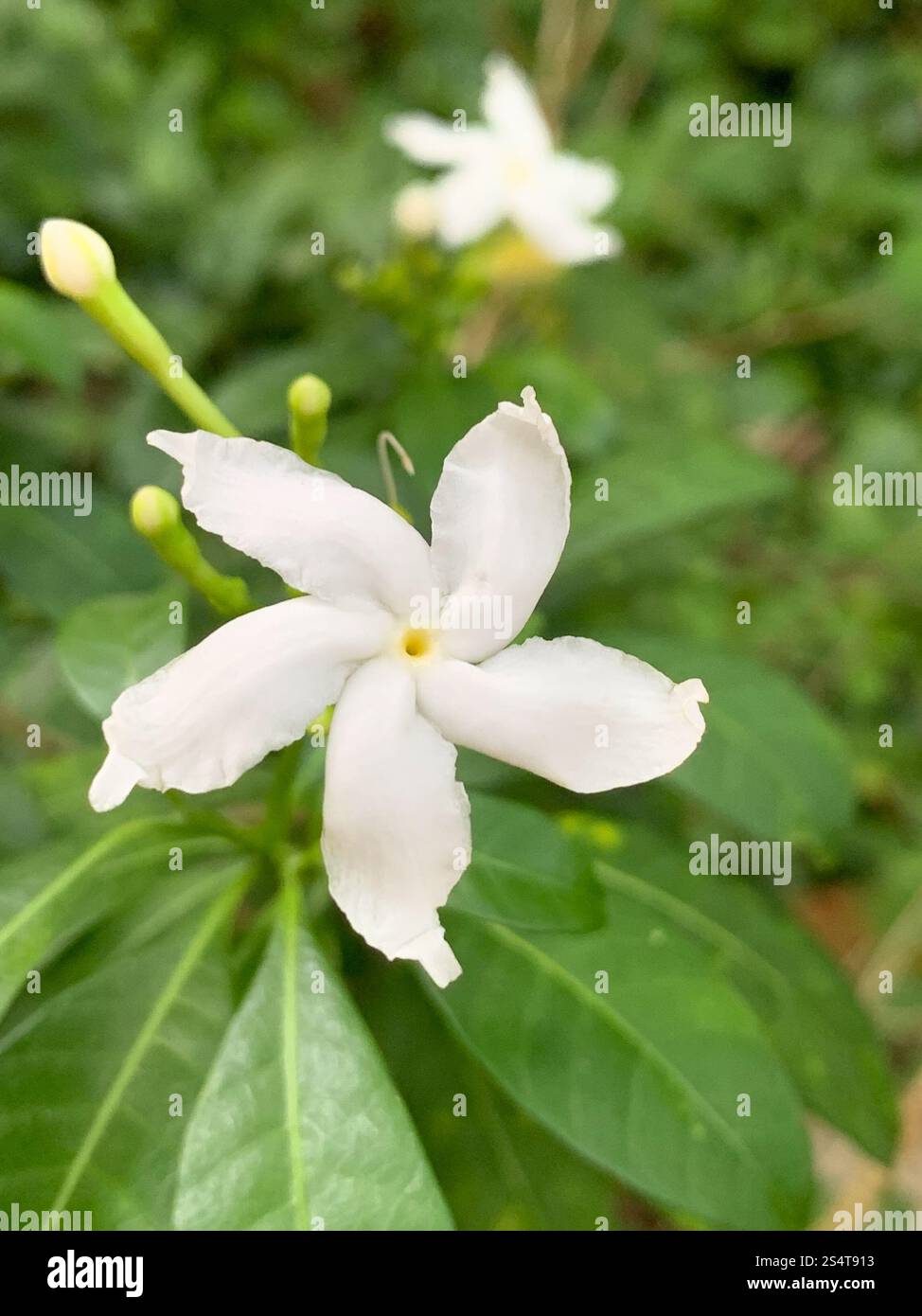Crepé Jasmin (Tabernaemontana divaricata) Stockfoto