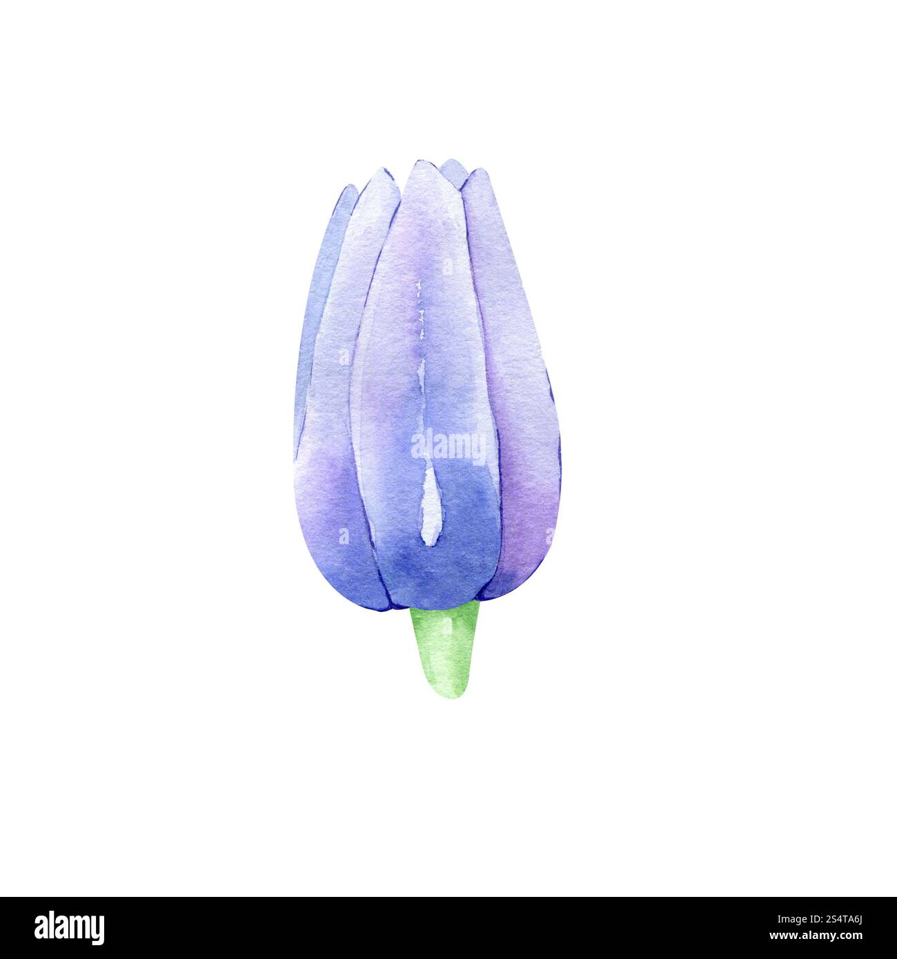 Aquarell Hand gezeichnete Clematis Blume isoliert auf weißem Hintergrund. Clipart-Element mit Blumenmuster. Botanische Illustration für Grußkarten, Hochzeitseinladungen Stockfoto