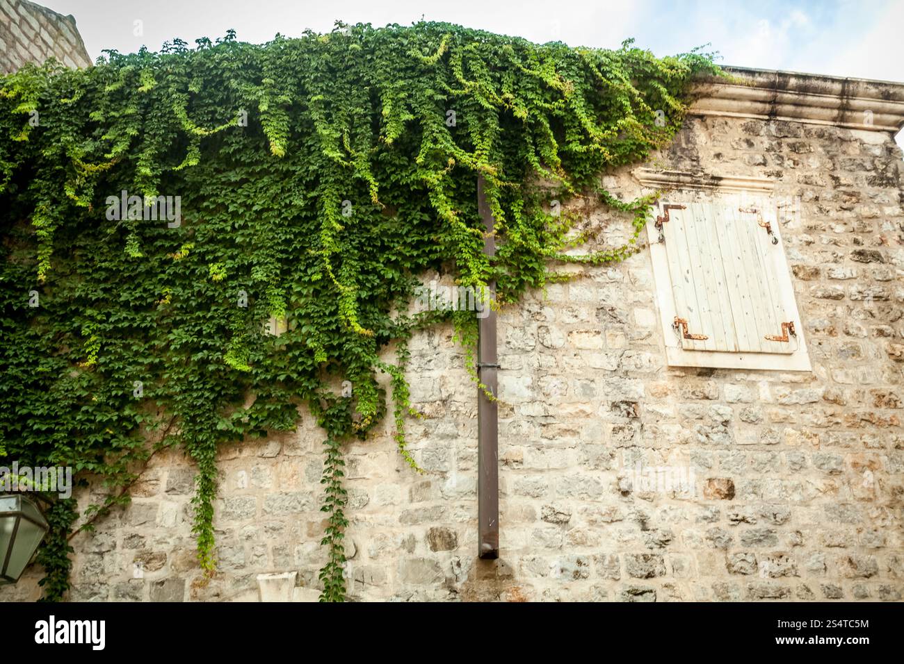 Alten weißen Steinmauer mit Fenster in grünen Efeu bedeckt Stockfoto