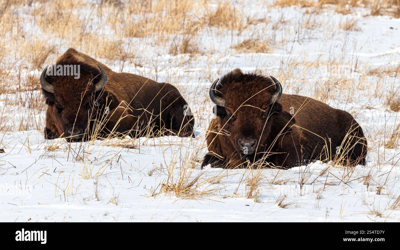 Zwei amerikanische Bison liegen im Schnee Stockfoto