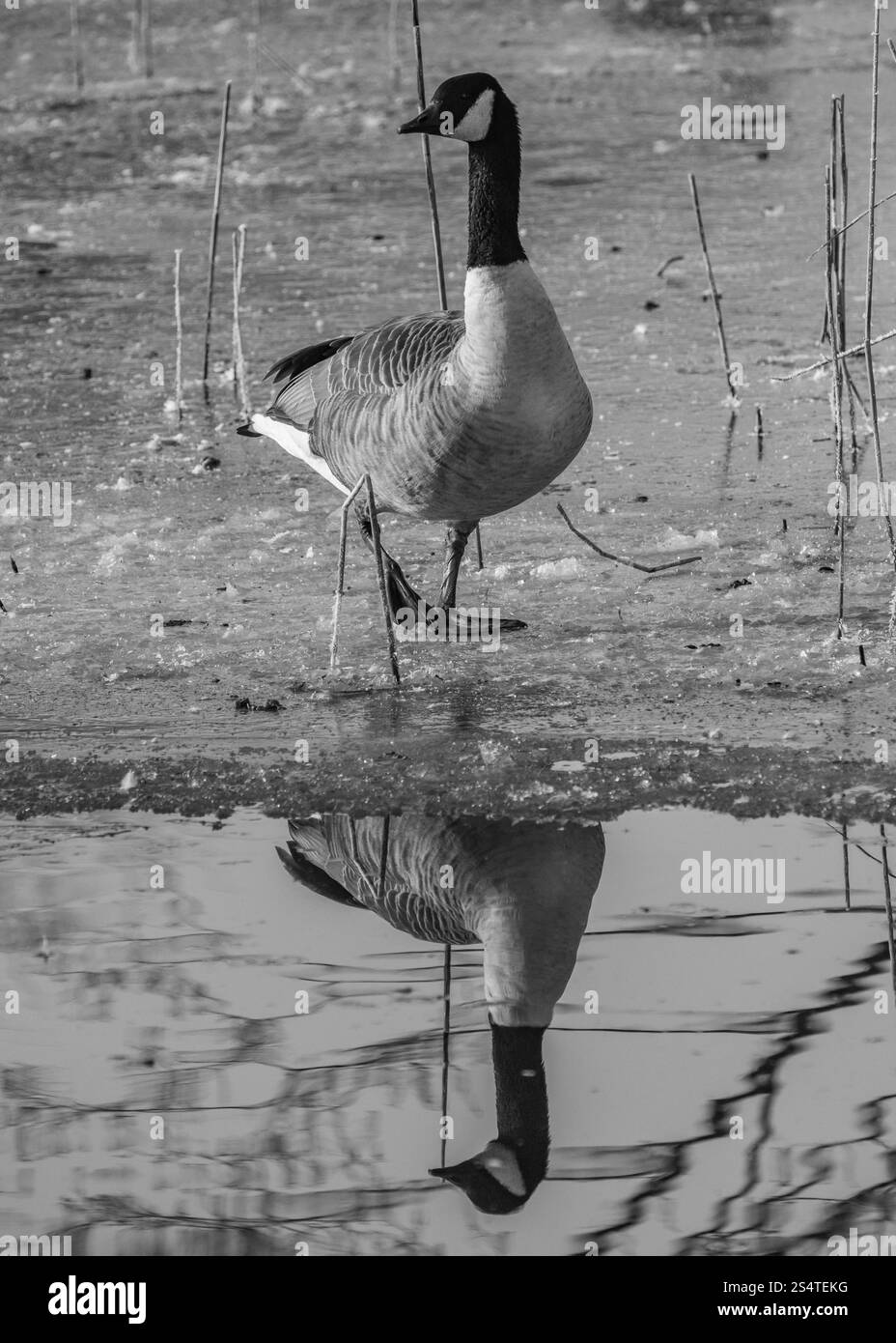 Kanadische Gans bei kaltem Wetter Stockfoto
