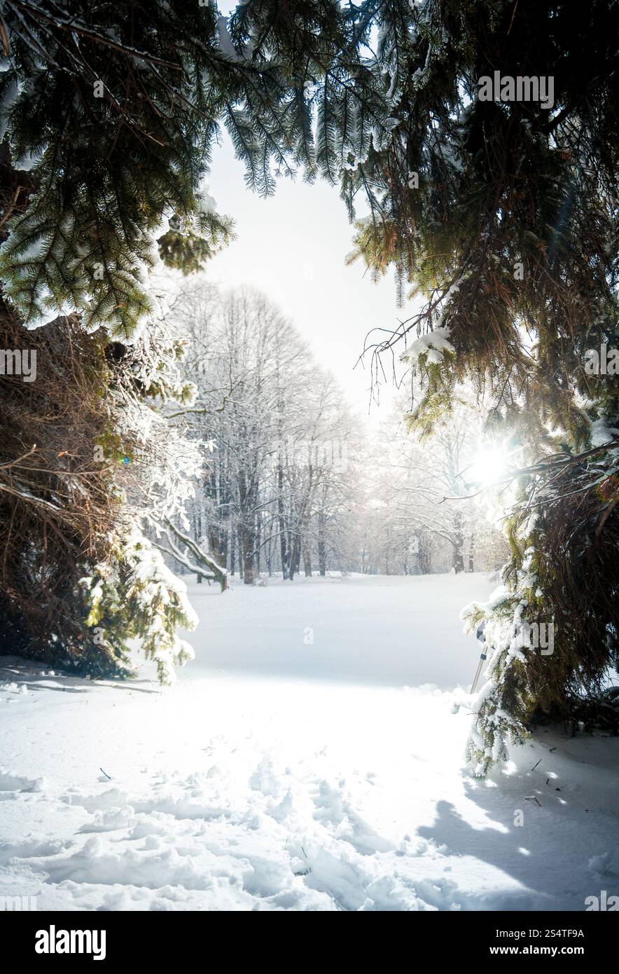 Schöne Landschaft der sonnigen Tag im Winter Tannenwald Stockfoto