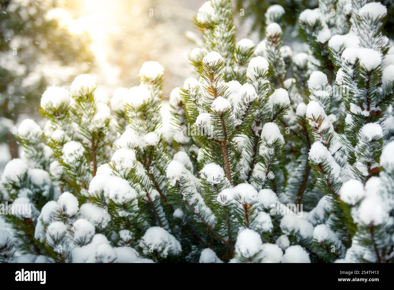 Nahaufnahme Foto FIR verschneiten gegen strahlende Sonne Stockfoto