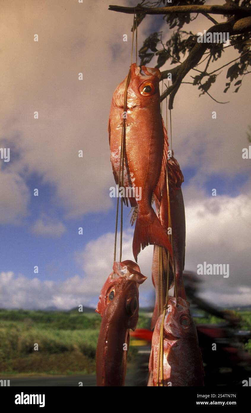 Fisch Verkauf auf Roat in der Nähe der Stadt St Leu auf der Insel La Réunion im Indischen Ozean in Afrika. Stockfoto