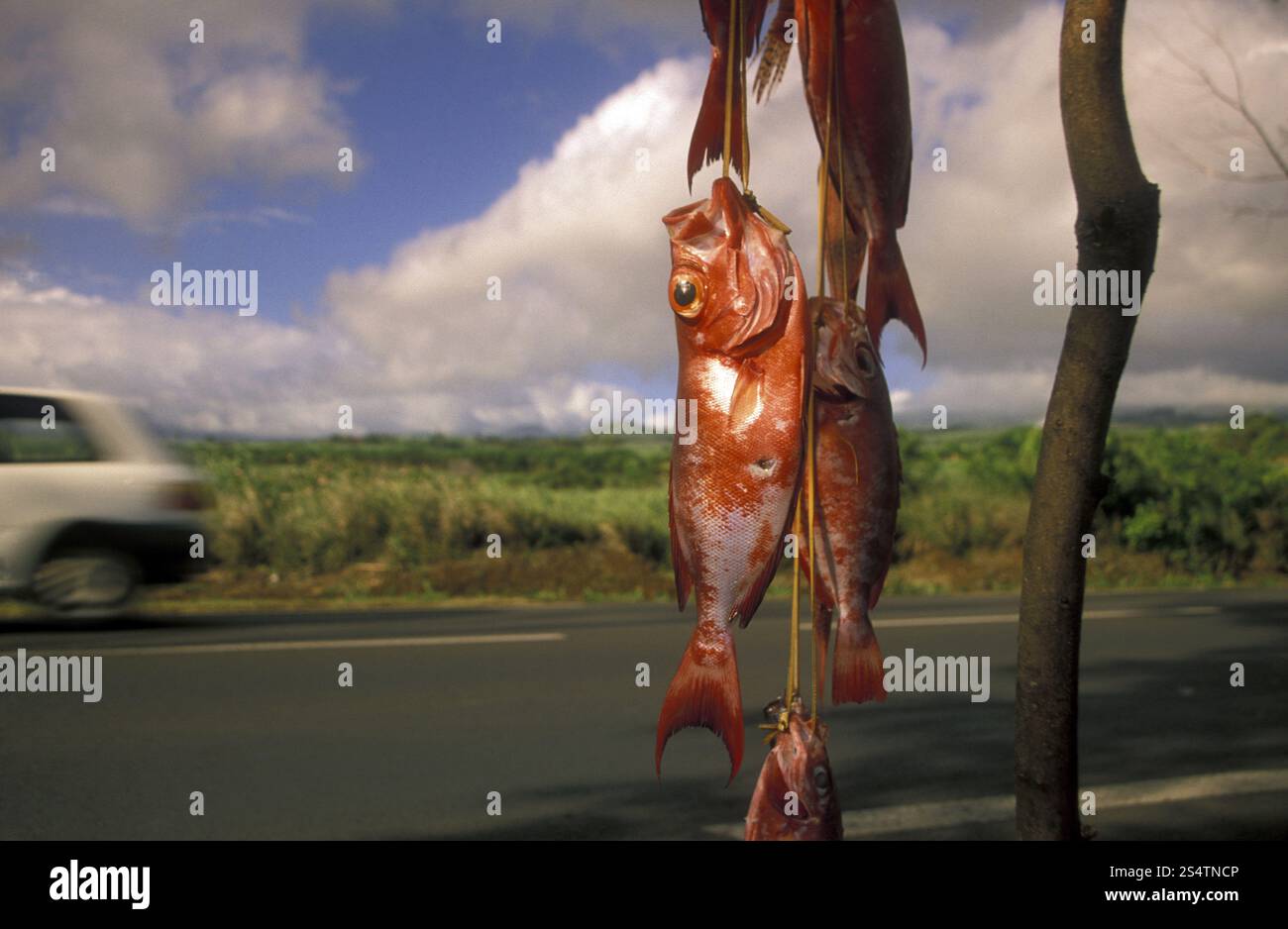 Fisch Verkauf auf Roat in der Nähe der Stadt St Leu auf der Insel La Réunion im Indischen Ozean in Afrika. Stockfoto