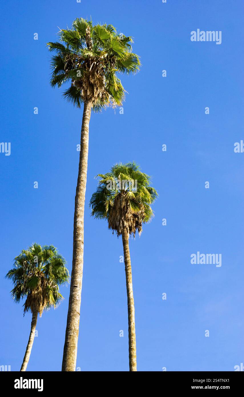 Drei Palmen stehen hoch am Himmel. Der Himmel ist blau und klar. Die Bäume sind grün und grün Stockfoto