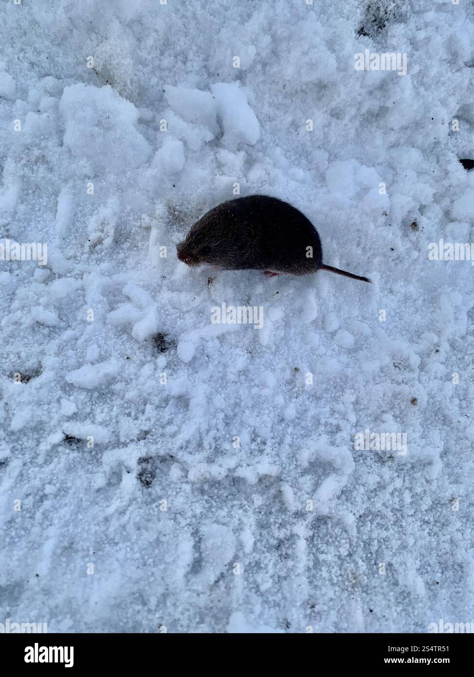 Südlicher Rotrücken (Clethrionomys gapperi) Stockfoto
