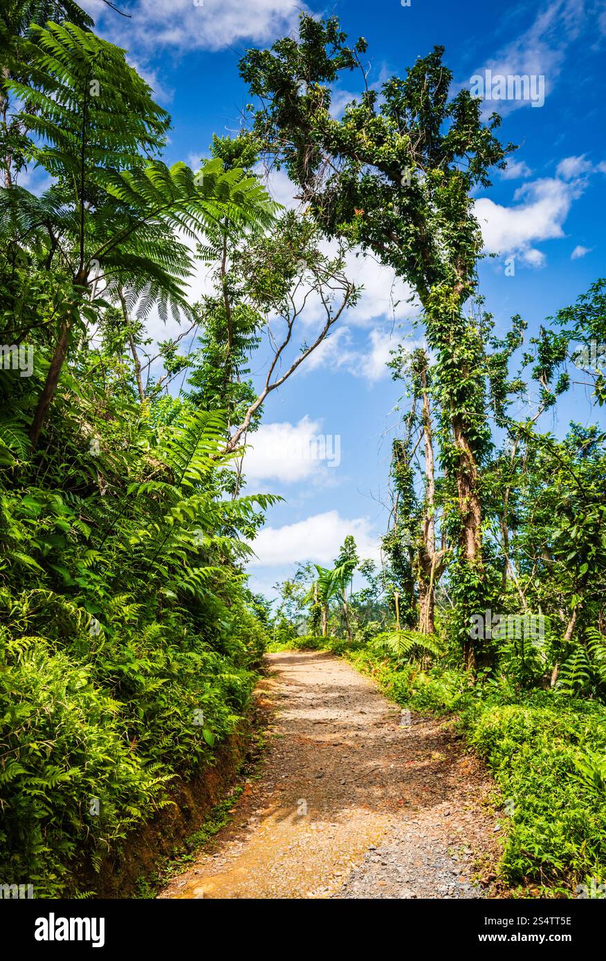 Der Angelito Trail im El Yunque National Forest ist eine beliebte und einfache Wanderung, die mit einem erfrischenden natürlichen Pool am Río Mameyes (Fluss Mameyes) endet. Stockfoto