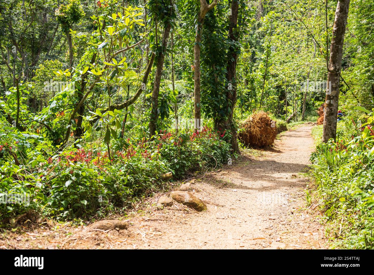 Der Angelito Trail im El Yunque National Forest ist eine beliebte und einfache Wanderung, die mit einem erfrischenden natürlichen Pool am Río Mameyes (Fluss Mameyes) endet. Stockfoto