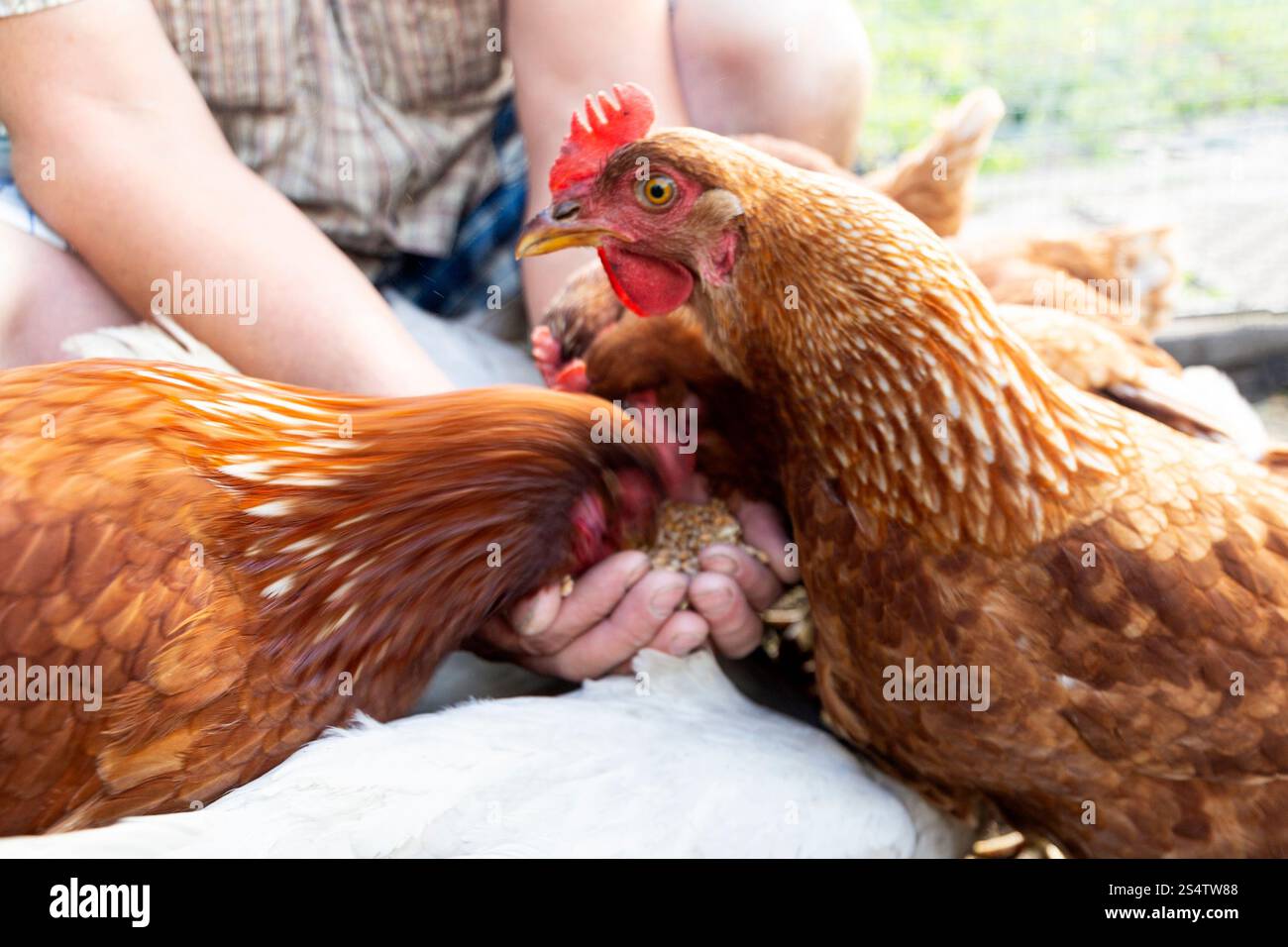 Der Bauer ernährt seine Hühner mit Getreide. Konzept des natürlichen ökologischen Landbaus Stockfoto