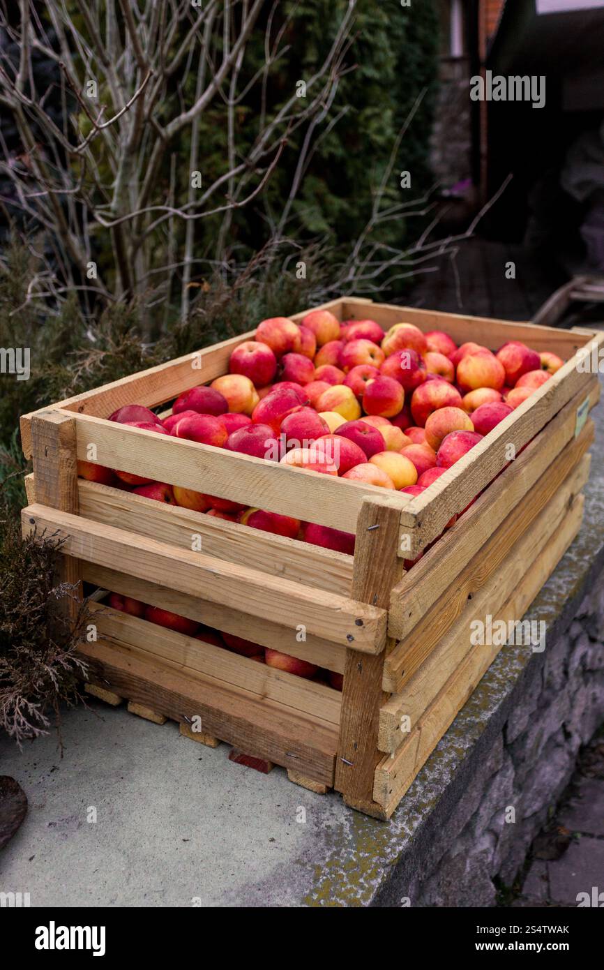 Frisch gepflückt rote Äpfel in große Holzkiste Stockfoto