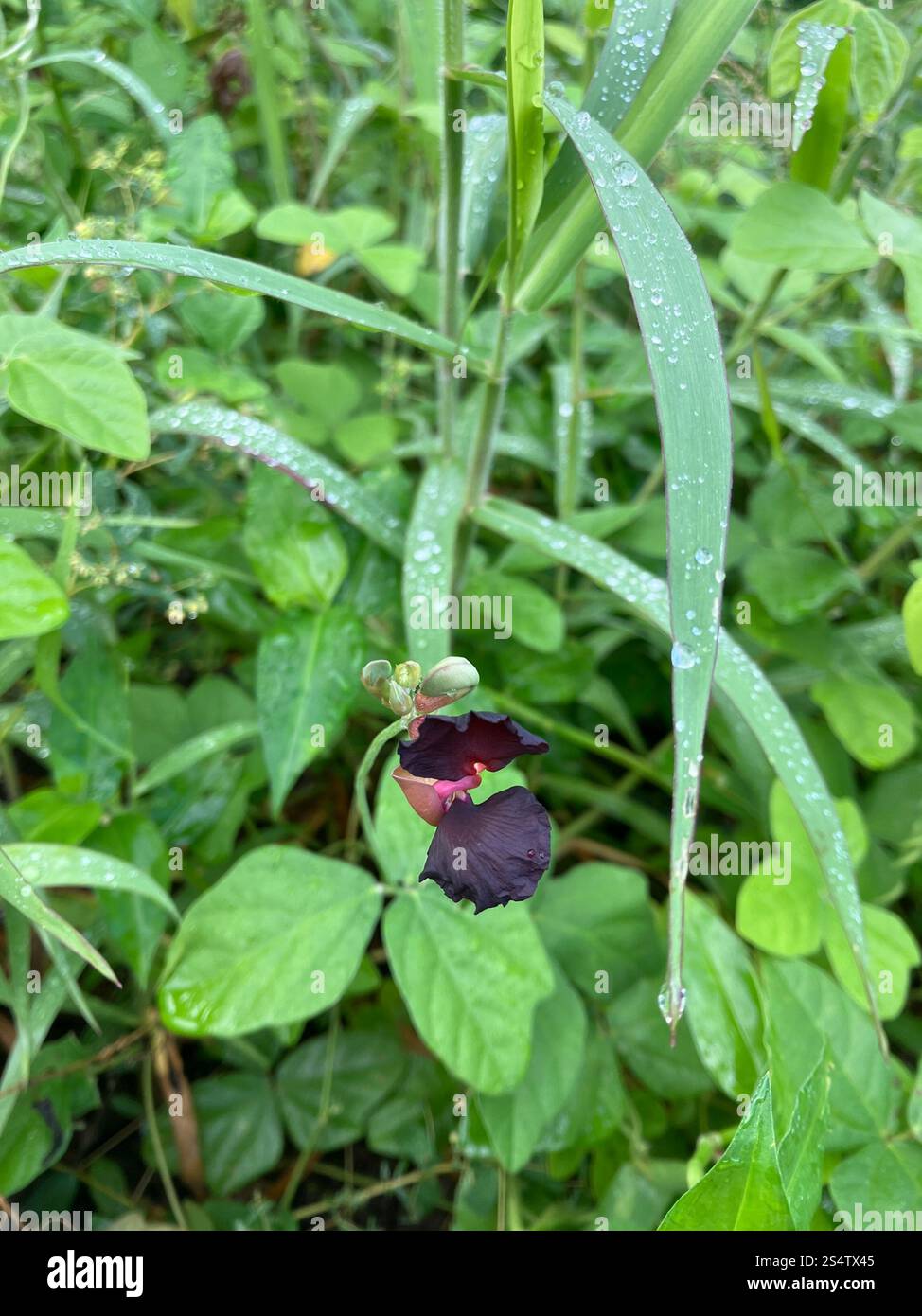 Violette Buschbohne (Macroptilium atropurpureum) Stockfoto