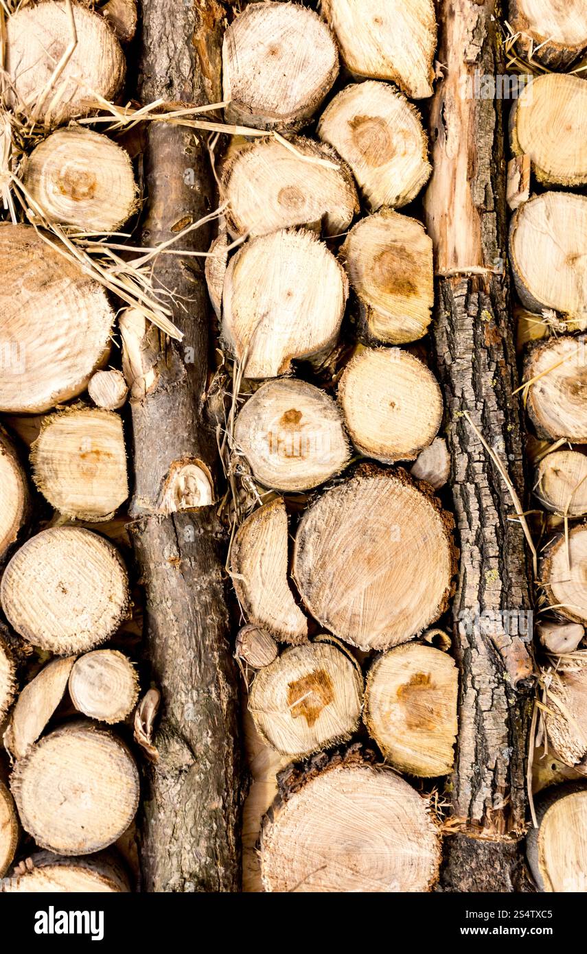 Closeup Textur von gestapelten Baumstämmen und frisch geschnittenem Holz Stockfoto