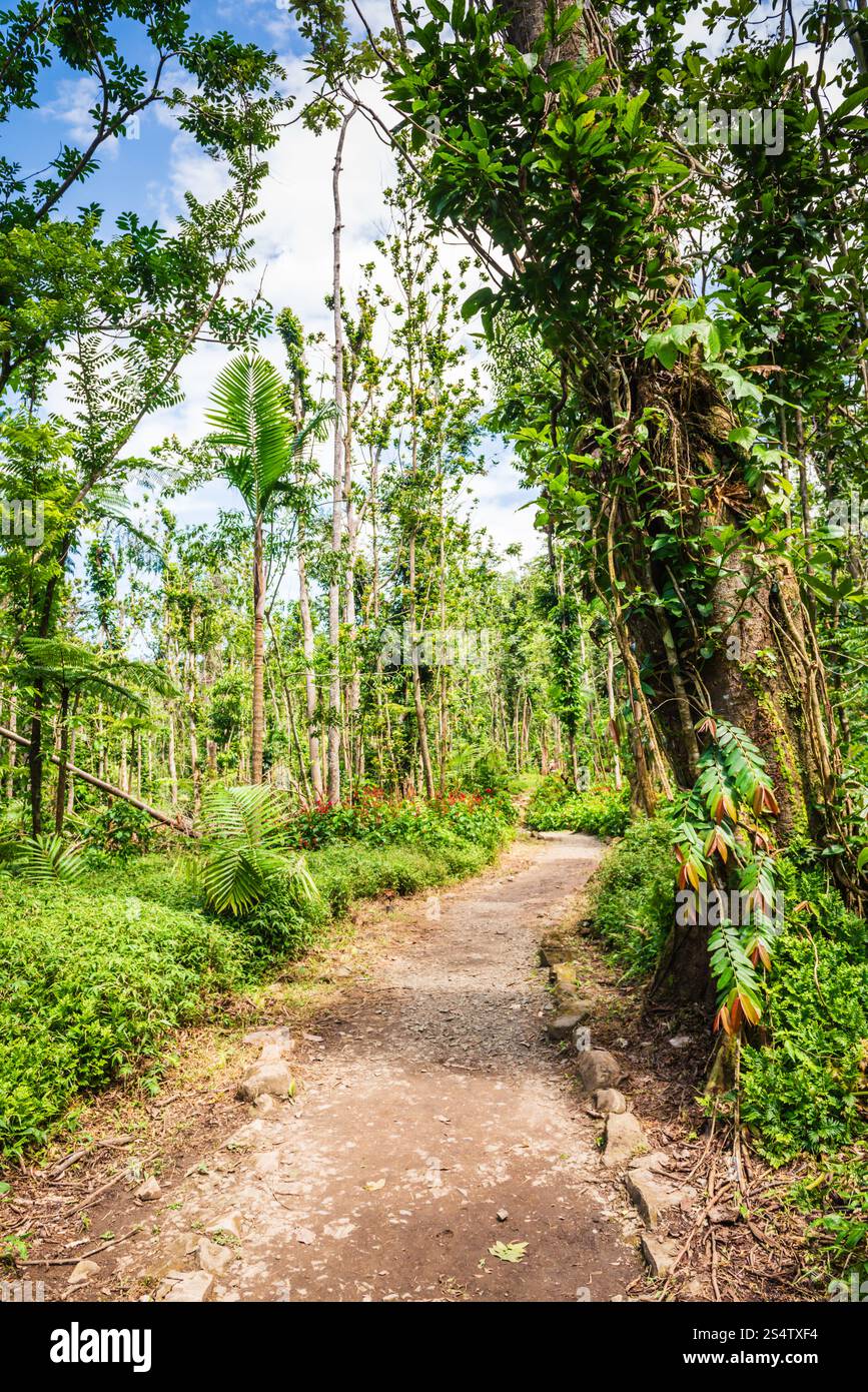 Rio Grande, Puerto Rico - 6. März 2018: Der Angelito Trail im El Yunque National Forest ist eine beliebte und leichte Wanderung endet mit einer erfrischenden natürlichen Schlucht Stockfoto