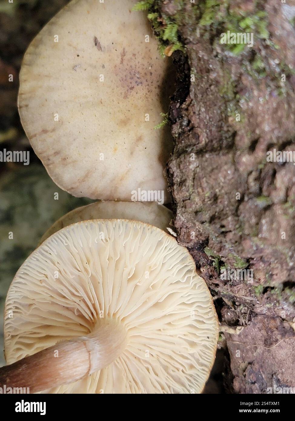 Austral-Honigpilz (Armillaria novae-zelandiae) Stockfoto