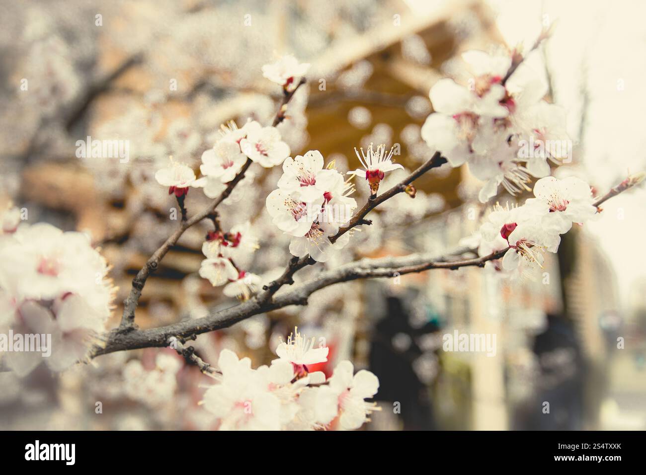 Closeup getönten Foto mit soft-Fokus von blühenden Kirsche Baum im Garten Stockfoto