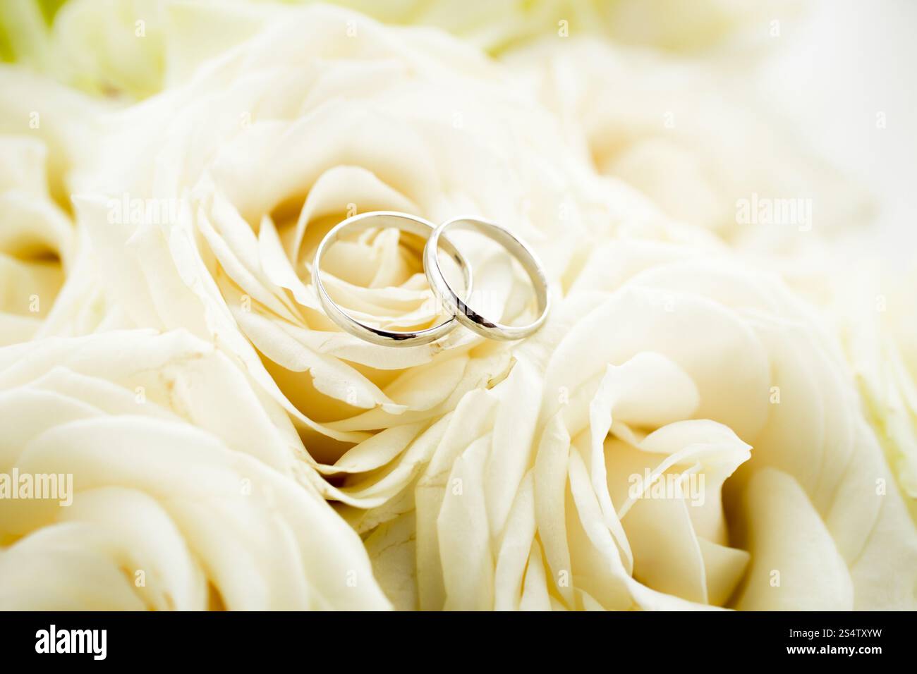 Makro-Foto von zwei goldene Hochzeit Ringe liegen auf weiße rose Stockfoto