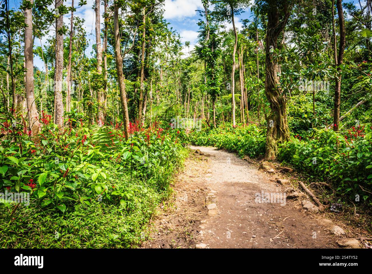 Rio Grande, Puerto Rico - 6. März 2018: Der Angelito Trail im El Yunque National Forest ist eine beliebte und leichte Wanderung endet mit einer erfrischenden natürlichen Schlucht Stockfoto