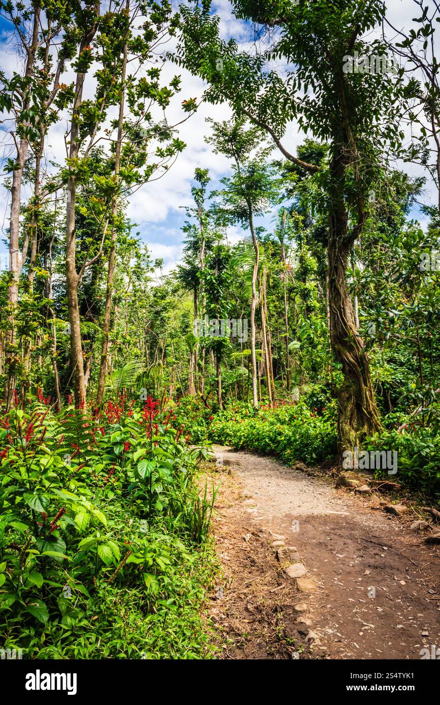 Rio Grande, Puerto Rico - 6. März 2018: Der Angelito Trail im El Yunque National Forest ist eine beliebte und leichte Wanderung endet mit einer erfrischenden natürlichen Schlucht Stockfoto