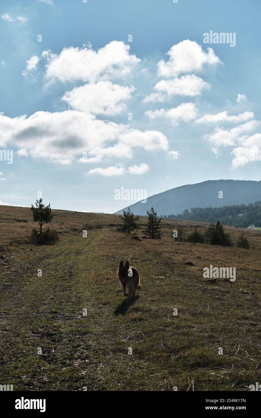 Der deutsche Hirte läuft frei und ohne Leine auf den Feldern in den Bergen im Südwesten Serbiens in der Nähe der Stadt Zlatibor. Ein Hund wandert in der Natur im frühen Herbst Stockfoto