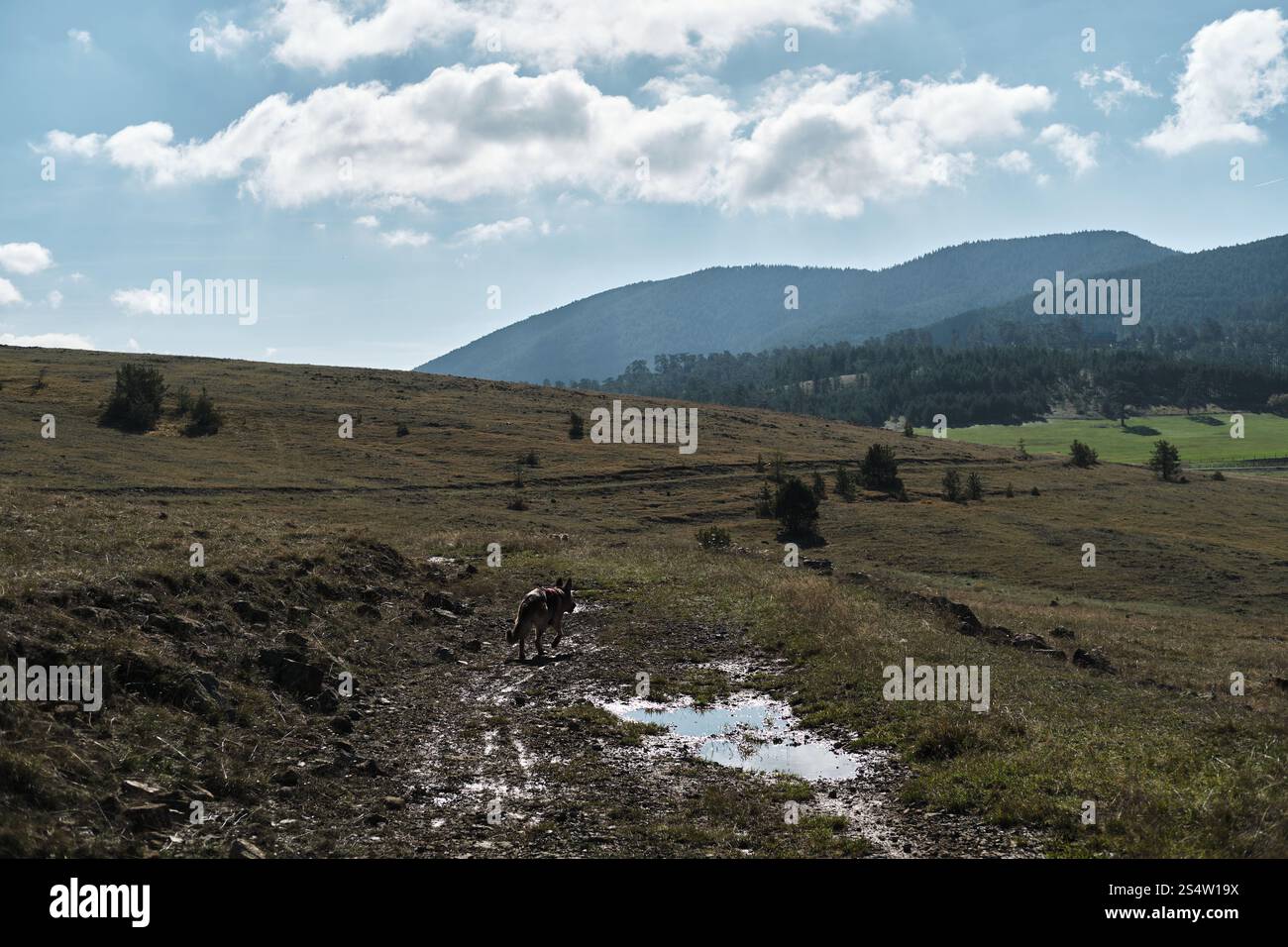 Der deutsche Hirte läuft frei und ohne Leine auf den Feldern in den Bergen im Südwesten Serbiens in der Nähe der Stadt Zlatibor. Ein Hund wandert in der Natur im frühen Herbst Stockfoto