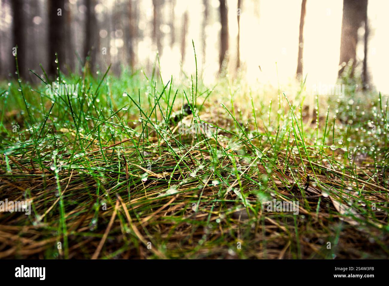 Closeup getönten Schuss des grünen Grases fallenden Tau am sonnigen Tag im Wald Stockfoto