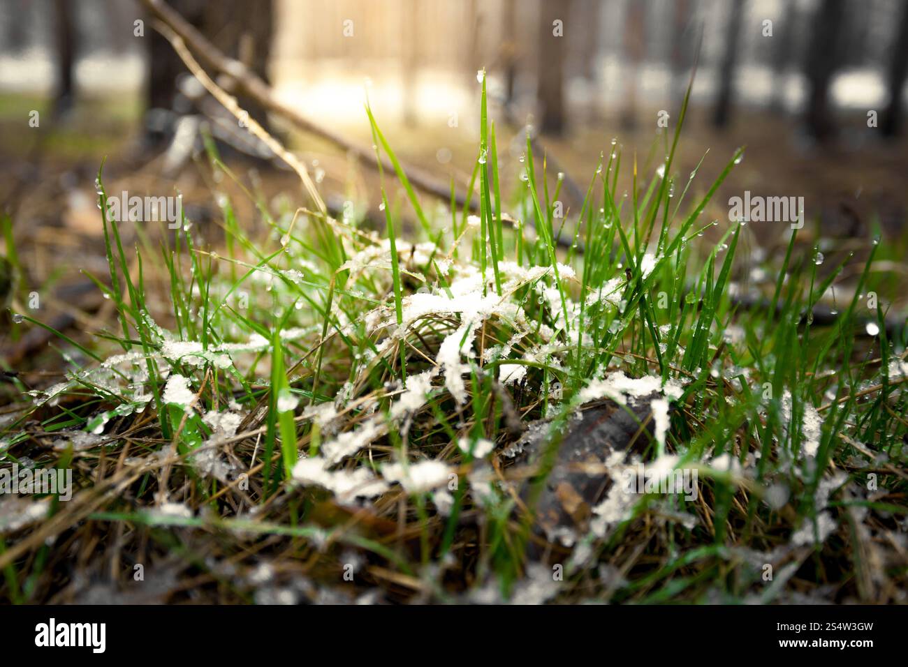 Makro-Foto des frischen Grases fallenden Show im sonnigen Tag im Wald Stockfoto