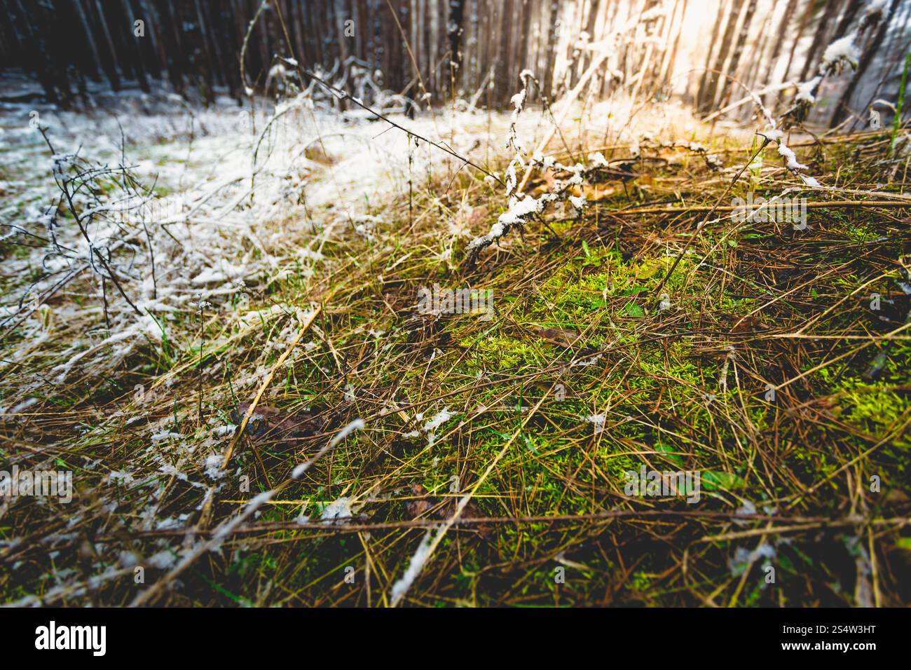 Makro-Foto von grünem Rasen wächst durch Schnee im Wald Stockfoto