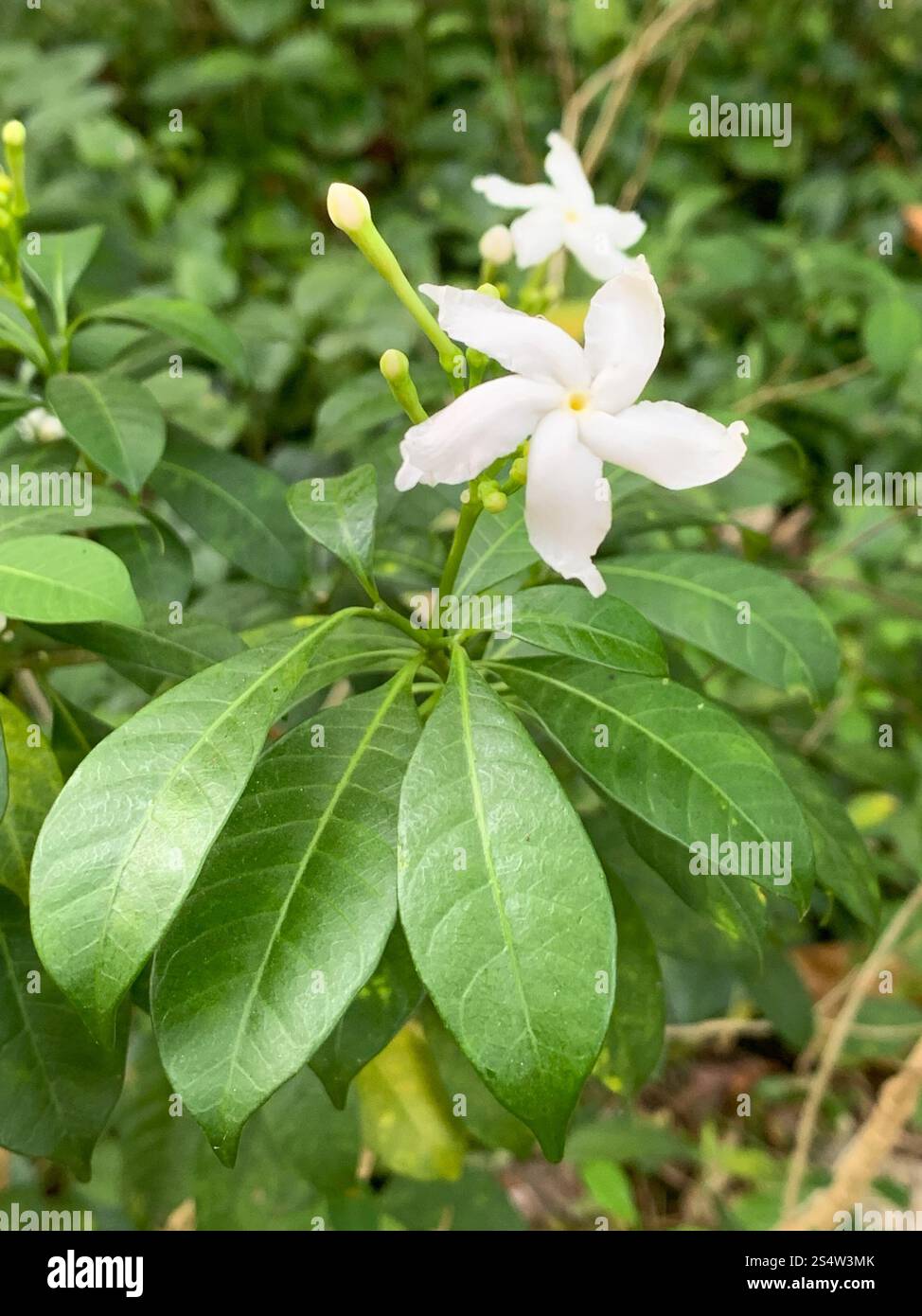 Crepé Jasmin (Tabernaemontana divaricata) Stockfoto