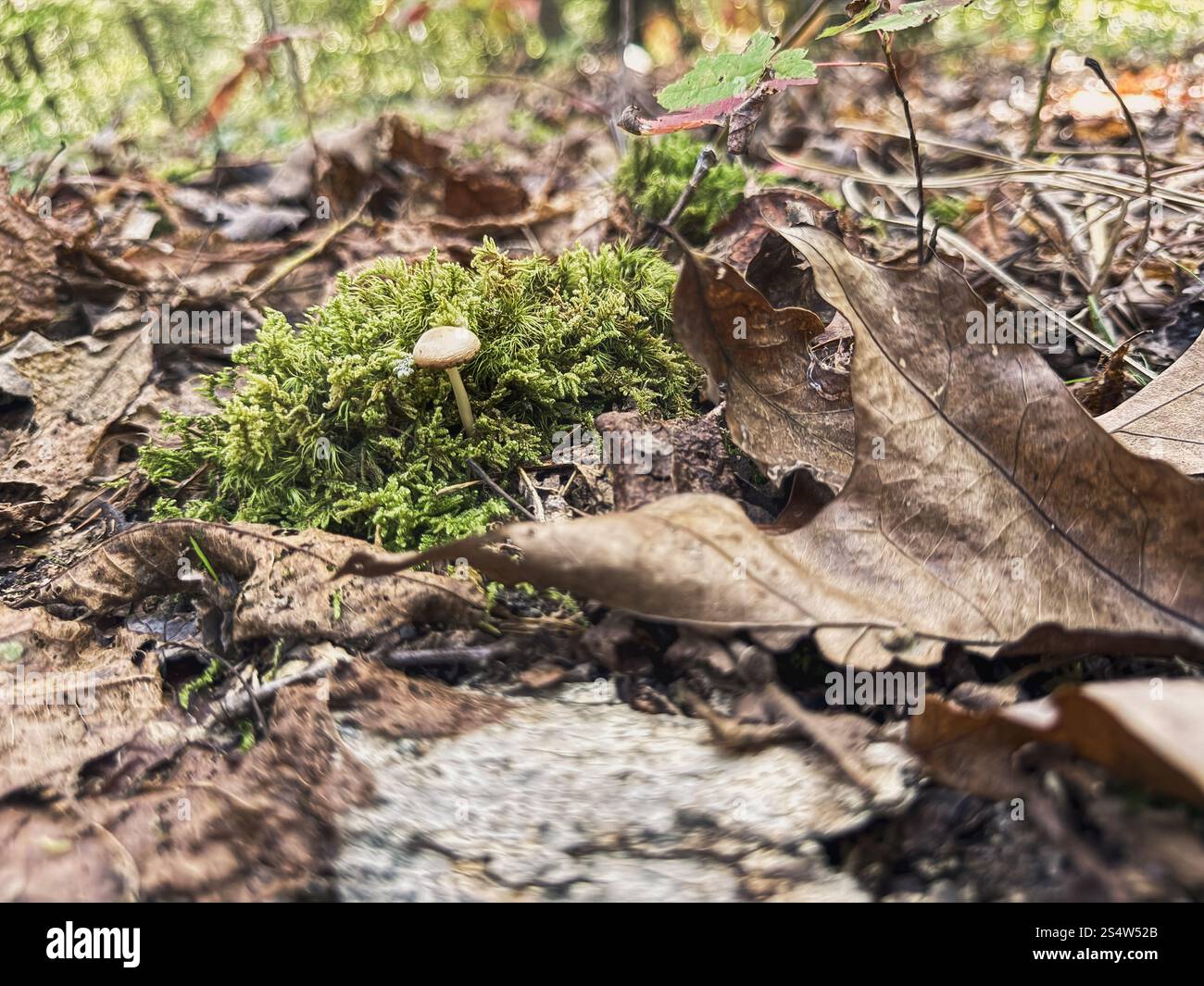 Bergkulisse Der Appalachia Stockfoto