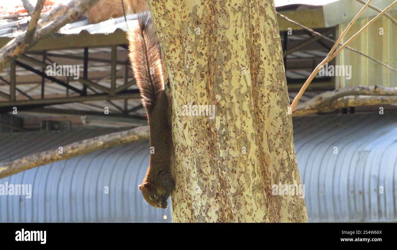 Eichhörnchen Pallas (Callosciurus erythraeus) Stockfoto