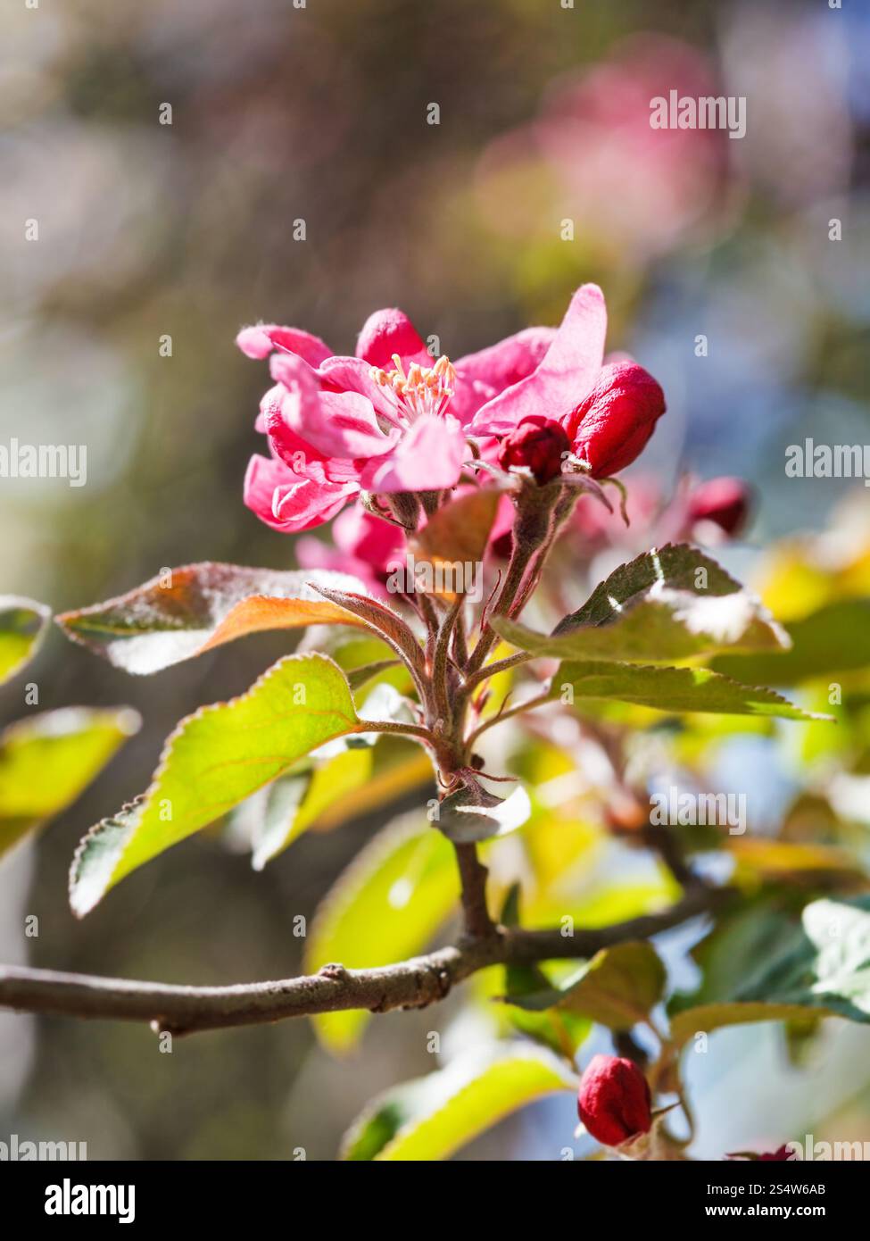 rosa Blüte der Apfelbaum im Frühjahr hautnah Stockfoto