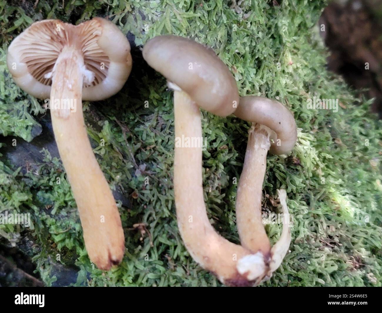 Austral-Honigpilz (Armillaria novae-zelandiae) Stockfoto