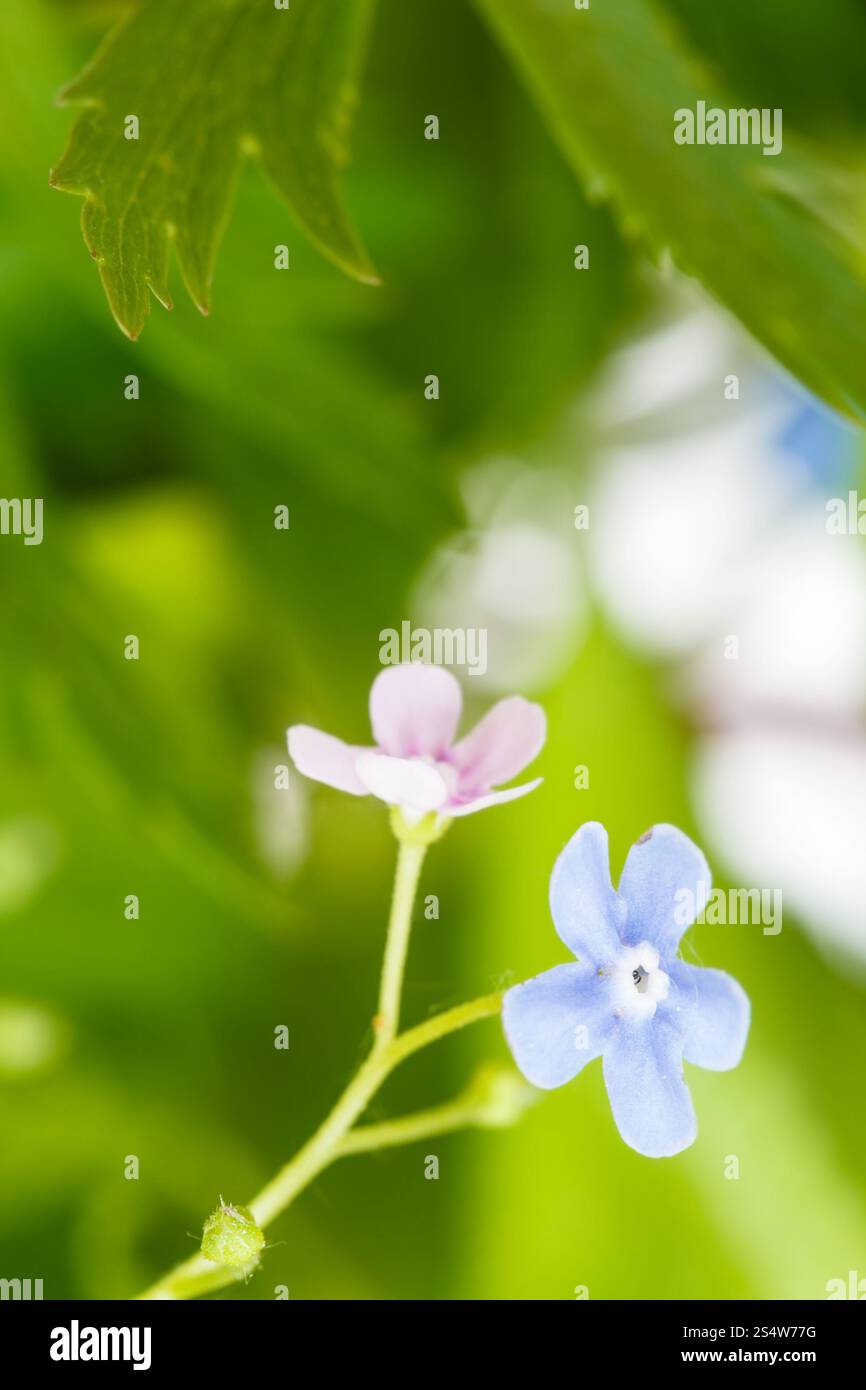 Grün und blau und rosa Vergissmeinnicht Blumen hautnah Stockfoto