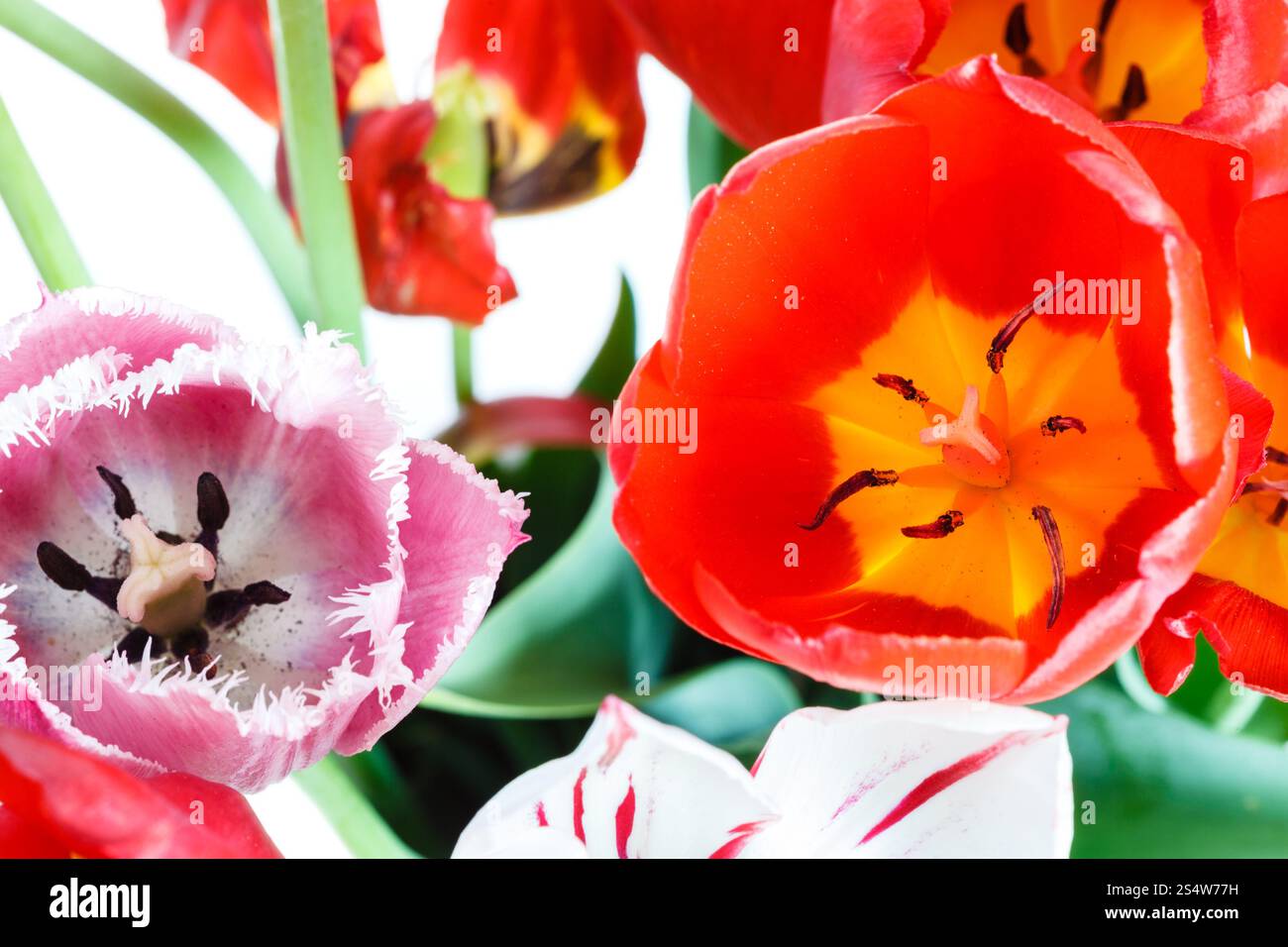 frische rote, weiße, rosa Tulpe Blumen in Posy hautnah Stockfoto