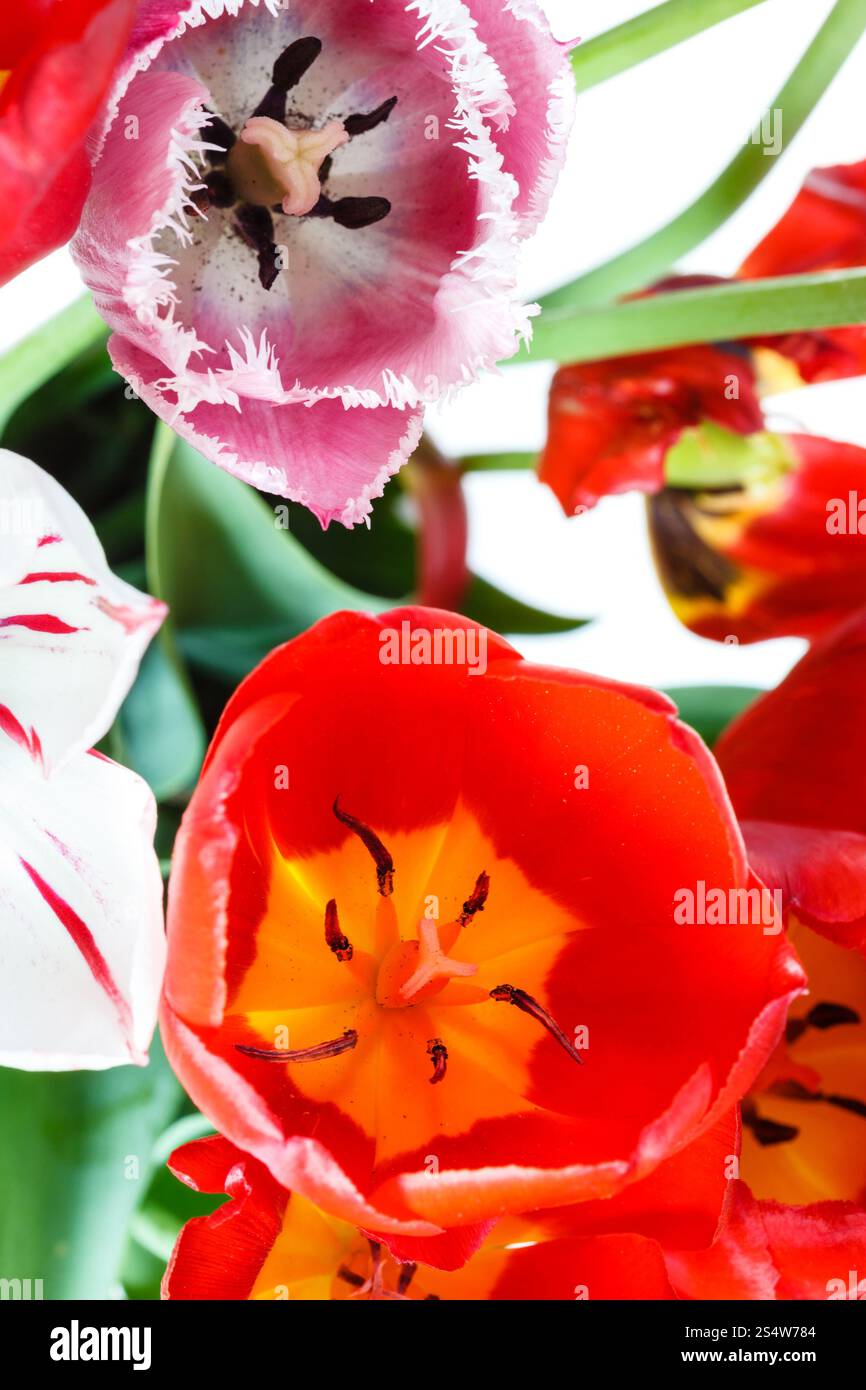 Naturrot, weiß, rosa Tulpe Blumen im Strauß hautnah Stockfoto