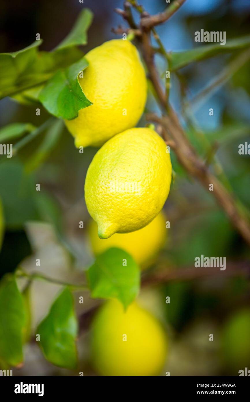 Zwei frische reife Zitronen hängen Ast im Garten Stockfoto