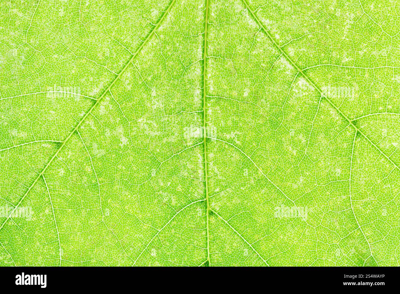 natürlichen Hintergrund - Textur von frischen grünen Ahornblatt hautnah Stockfoto