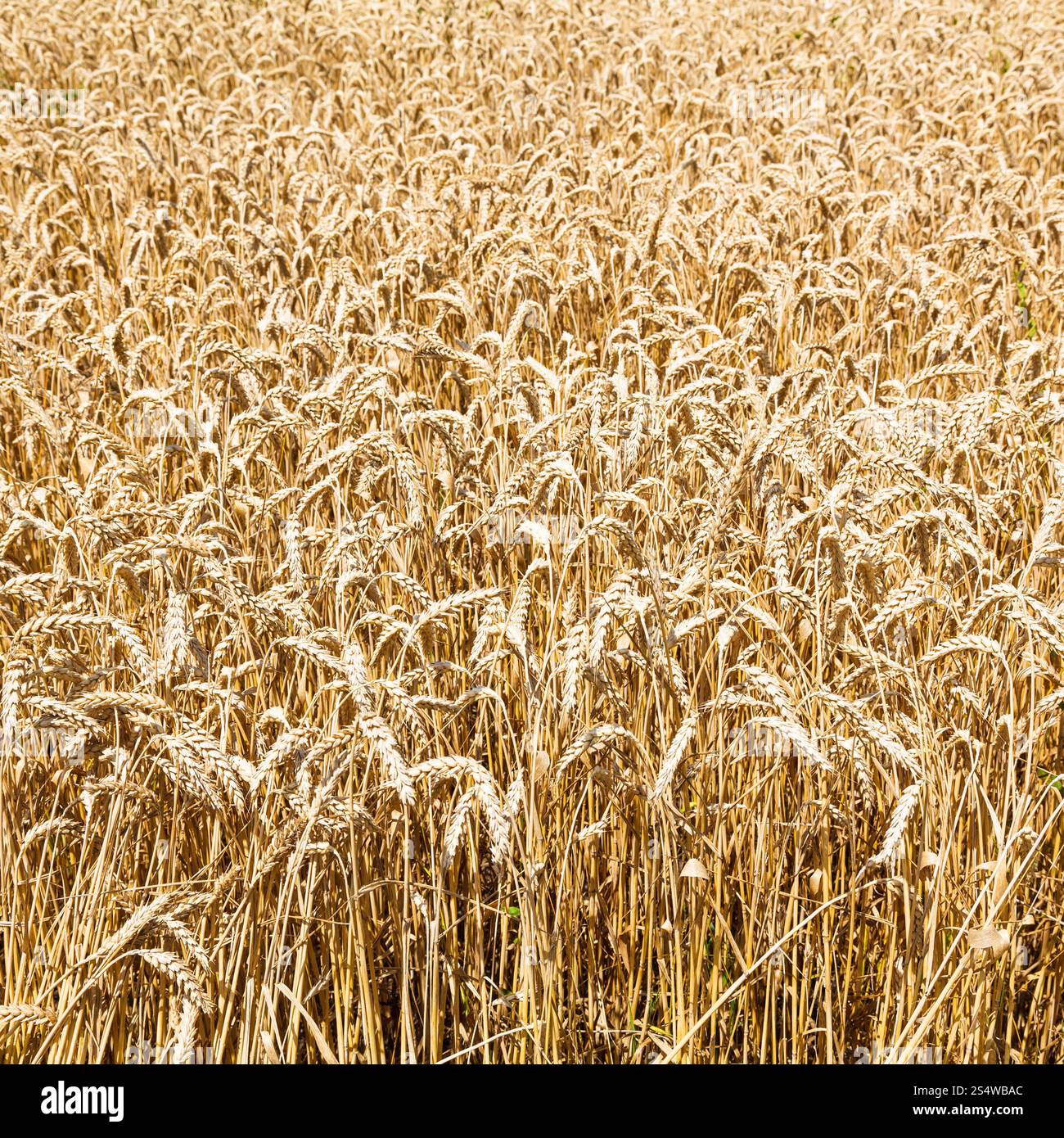 Reife Weizen in der Kuban-Region, Russland im Sommertag Stockfoto
