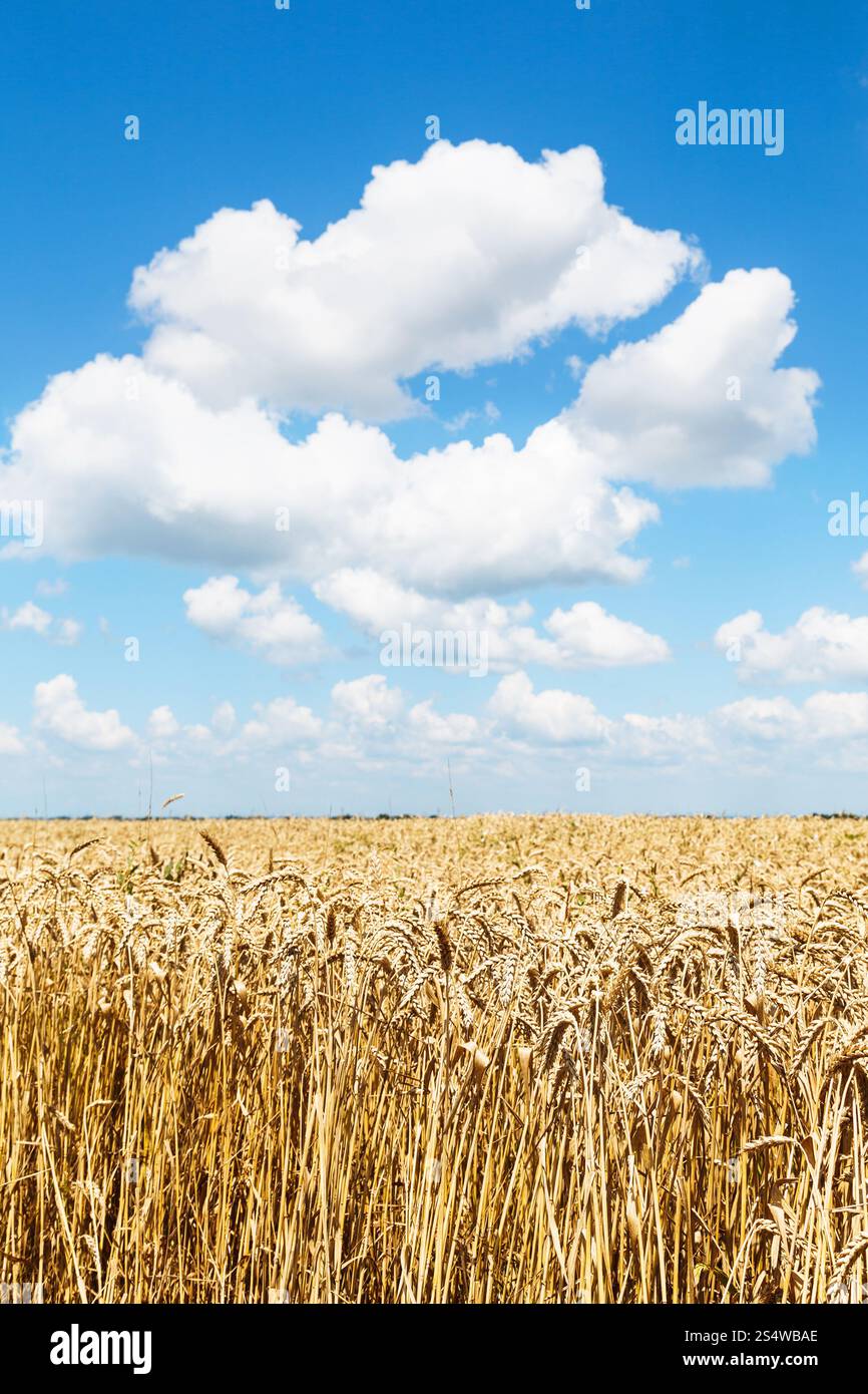 Reife Ähren im Feld "Land" unter blauem Himmel mit weißen Wolken Stockfoto