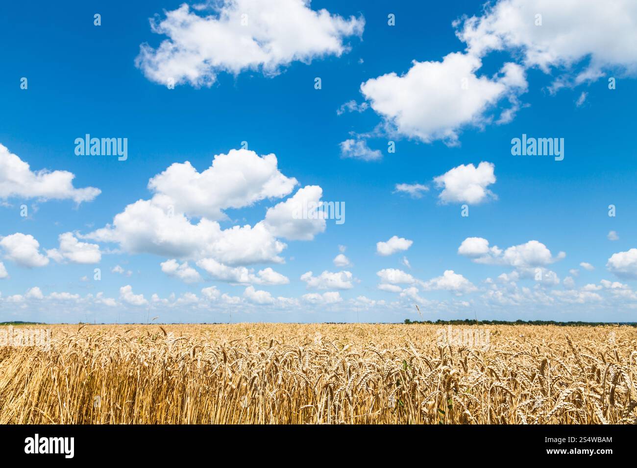 blauer Himmel mit weißen Wolken über Reifen Weizenfeld am sonnigen Sommertag Stockfoto