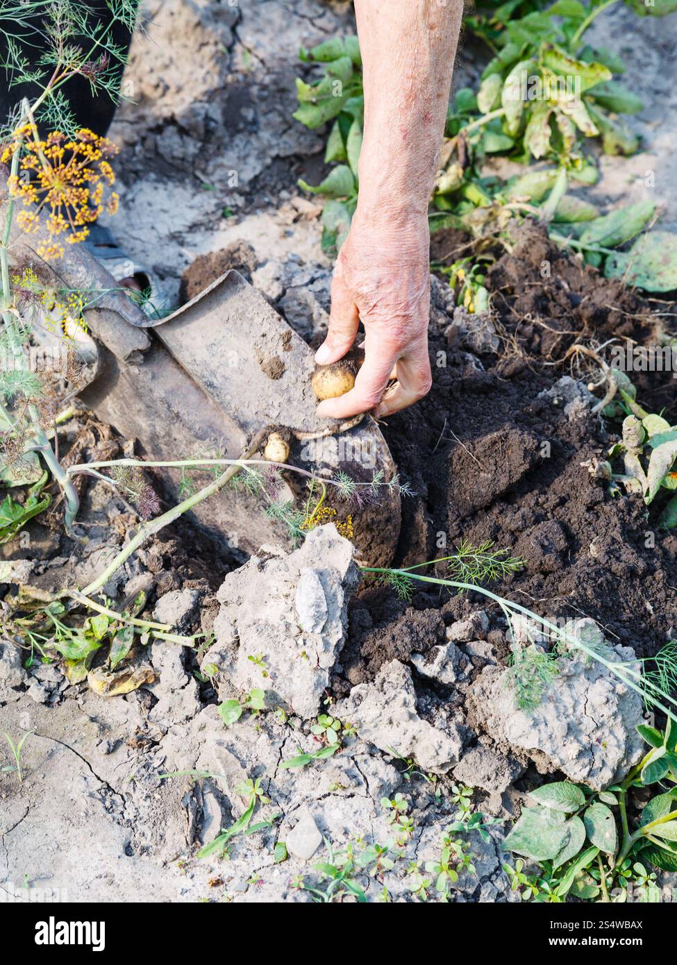 Ernte - Bauer sammeln Kartoffeln im Garten Stockfoto