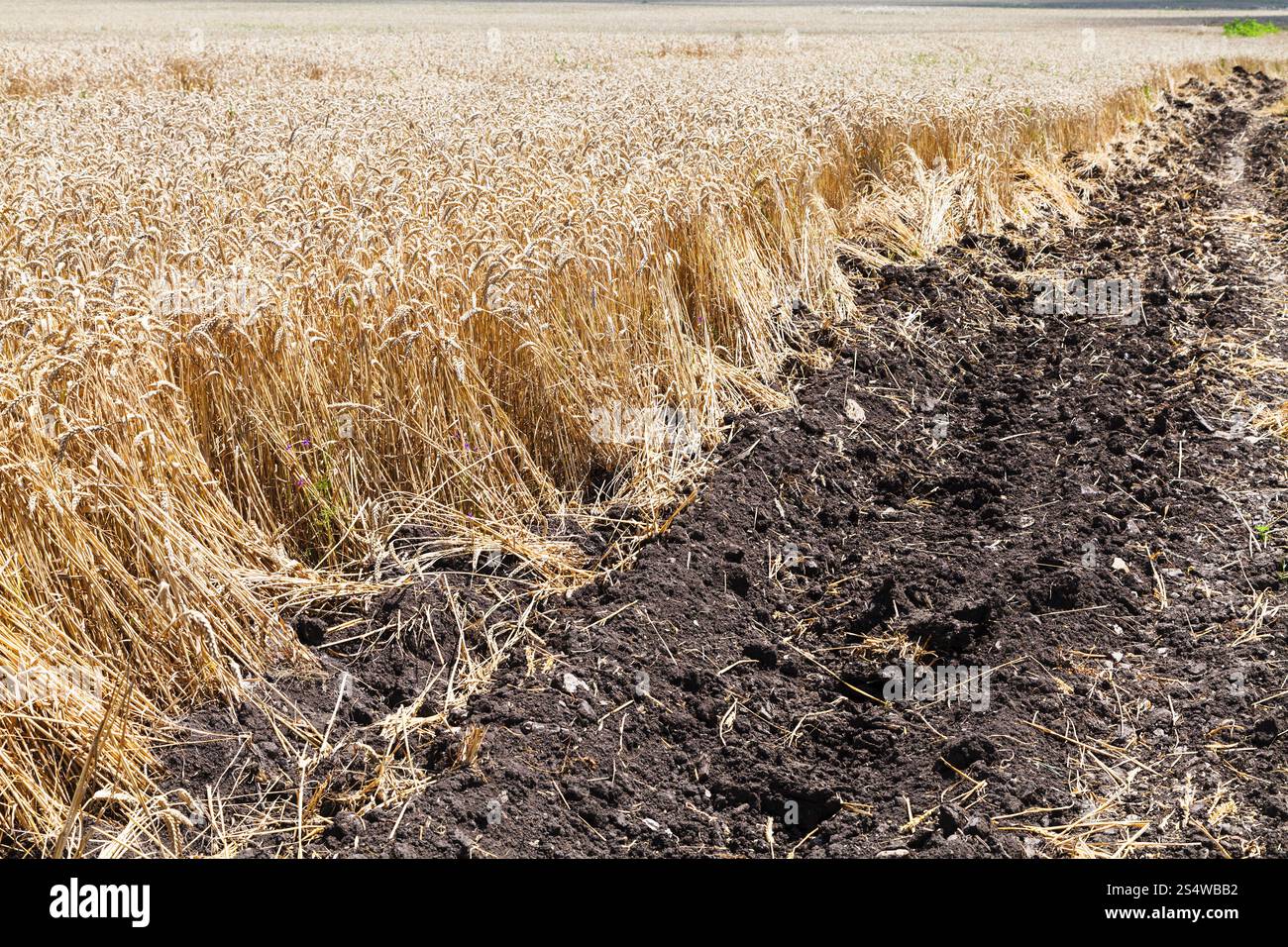 Gepflügtes Land und Feld mit reifen Weizen in der Kuban-Region, Russland Stockfoto